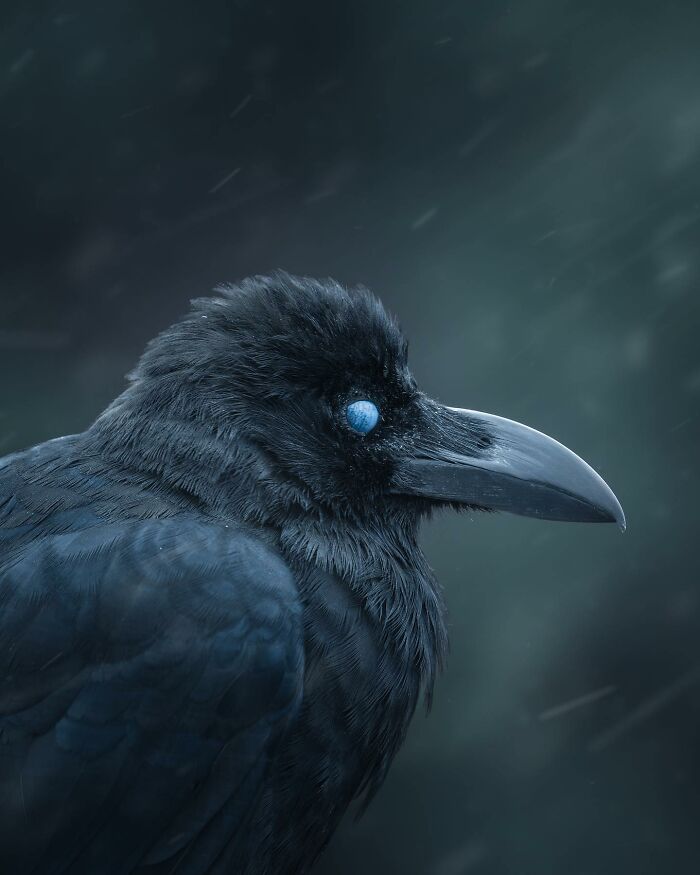 Close-up of a black raven with a glowing blue eye in a dark, moody landscape shot resembling a fantasy movie scene.