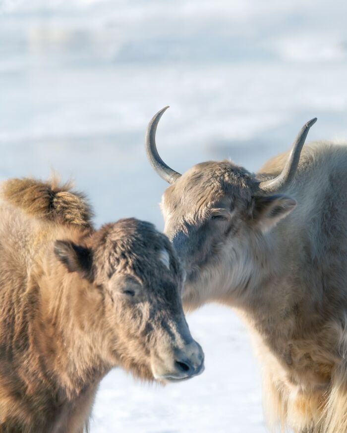 Two yaks close together in a snowy landscape, captured in a breathtaking fantasy movie-like scene.