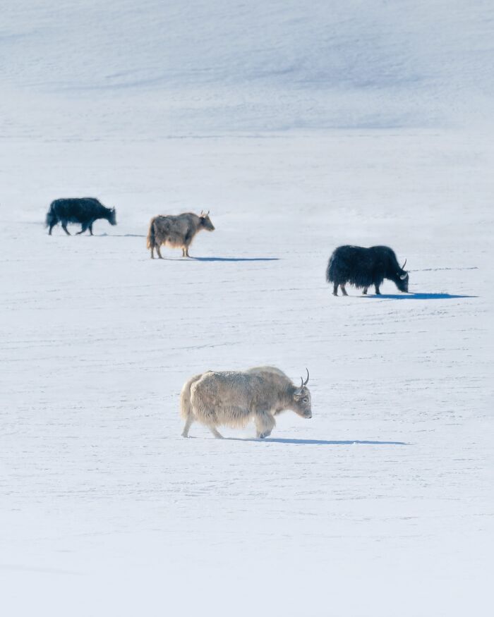 Four yaks grazing on a snowy plain in a breathtaking landscape shot with a fantasy movie-like atmosphere.
