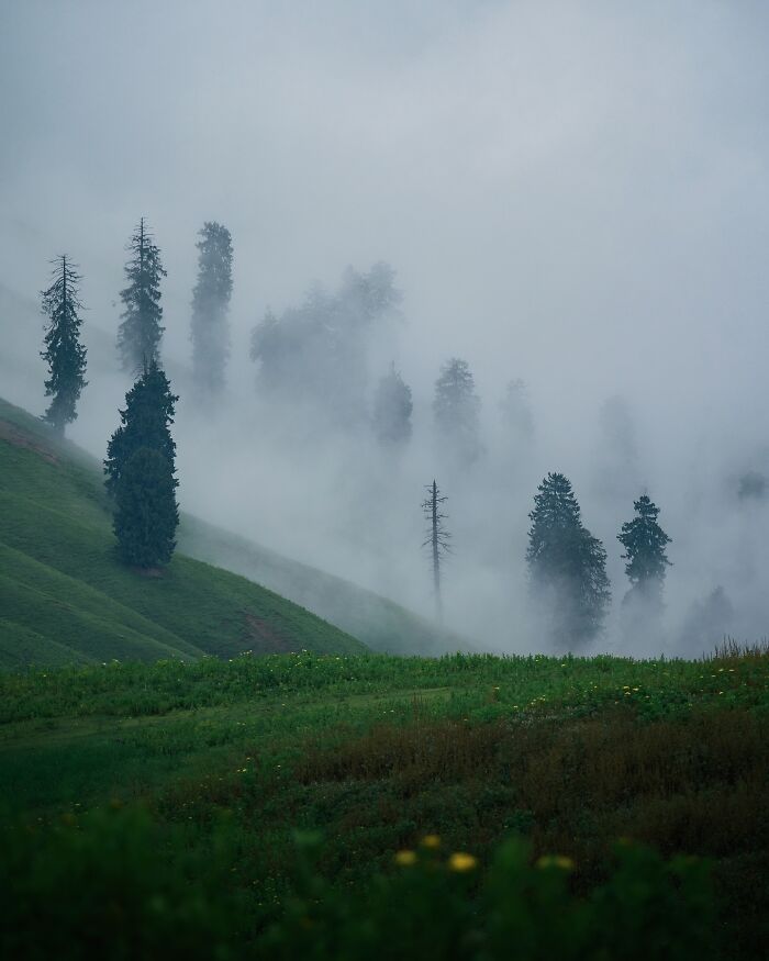 Misty landscape with tall trees emerging through fog on green rolling hills, a breathtaking fantasy movie-like scene.