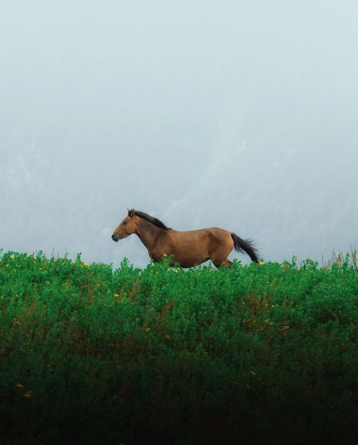 Brown horse standing in a lush green landscape with misty mountains in the background, a breathtaking landscape shot.