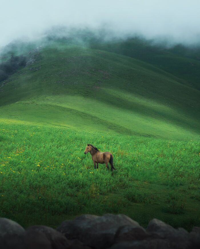 Horse standing in a lush green field with misty hills, showcasing breathtaking landscape shots that look like a fantasy movie scene.