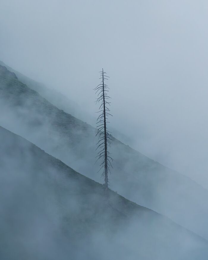 Breathtaking landscape of a solitary tree on a misty hillside creating a fantasy movie-like atmosphere.