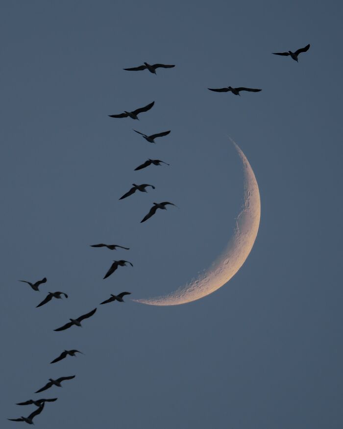 Silhouettes of birds flying in front of a crescent moon, showcasing breathtaking landscape photography.