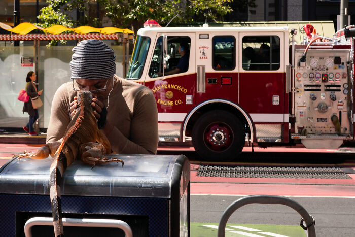 Man interacting with a large lizard on a city street, capturing coincidental moments in public with fire truck in background.