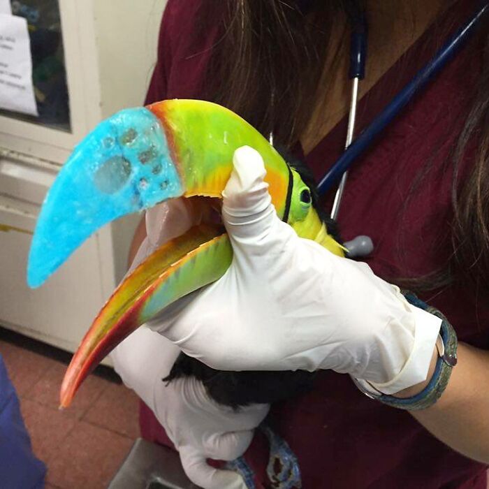 Wildlife vet wearing gloves holding a colorful toucan in a clinic, showcasing daily life as a wildlife vet.