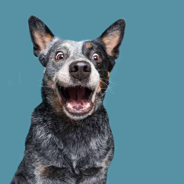 Excited dog with wide eyes and open mouth capturing a funny moment among animals that didn’t mean to be funny.