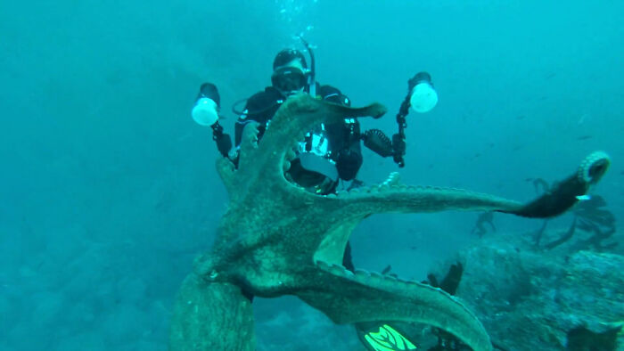 Underwater wildlife photographer encounters large octopus reaching towards camera during a marine animal interaction.