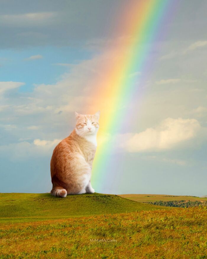 Giant cat sitting on grassy hill beneath a bright rainbow in a surreal parallel universe scene.