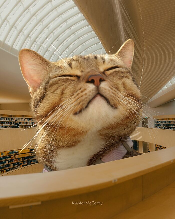 Giant cat with eyes closed inside a modern library, illustrating surreal parallel universe where giant cats reign.