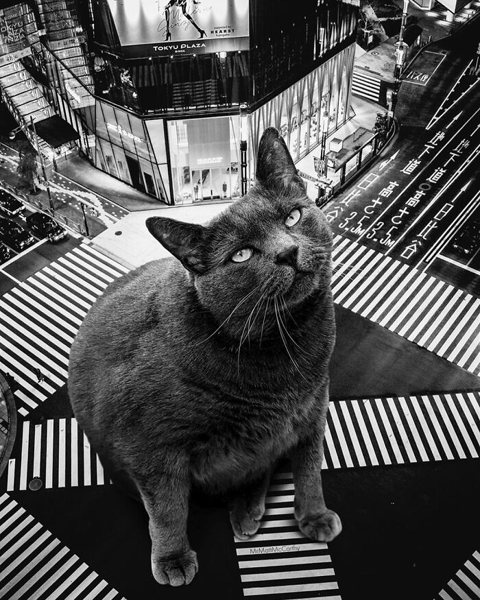 Giant cat towering over city streets in a surreal parallel universe artwork imagining feline dominance.