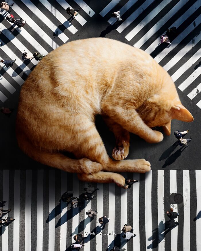 Giant cat sleeping on a city crosswalk surrounded by pedestrians in a surreal parallel universe artwork.
