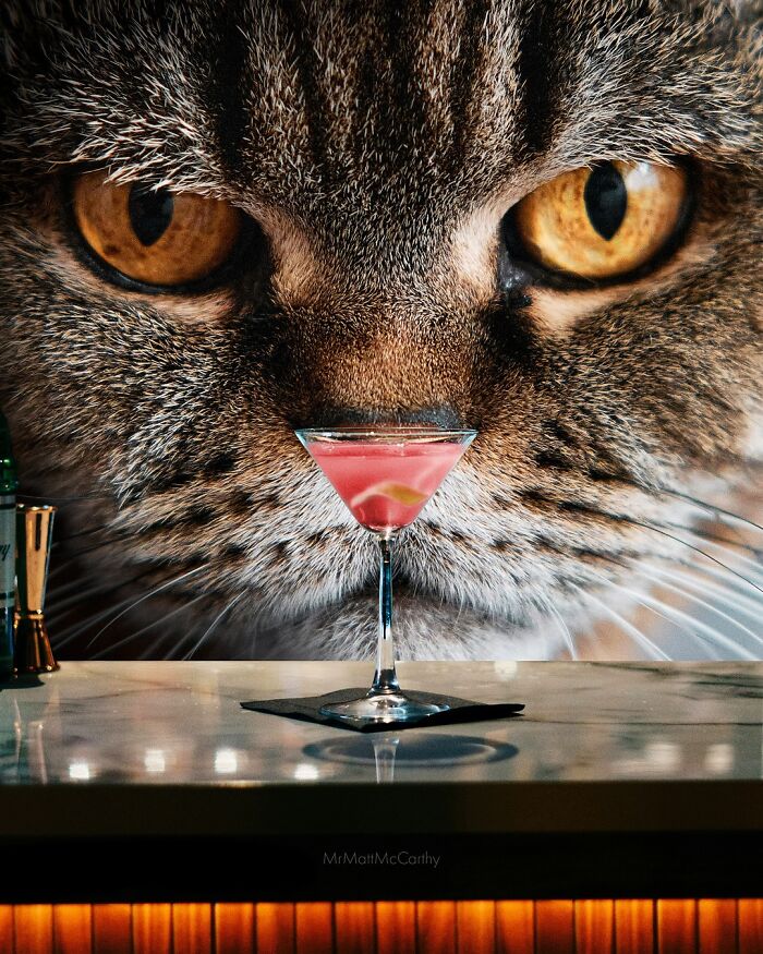 Surreal parallel universe artwork featuring a giant cat face looming over a cocktail glass on a bar counter.