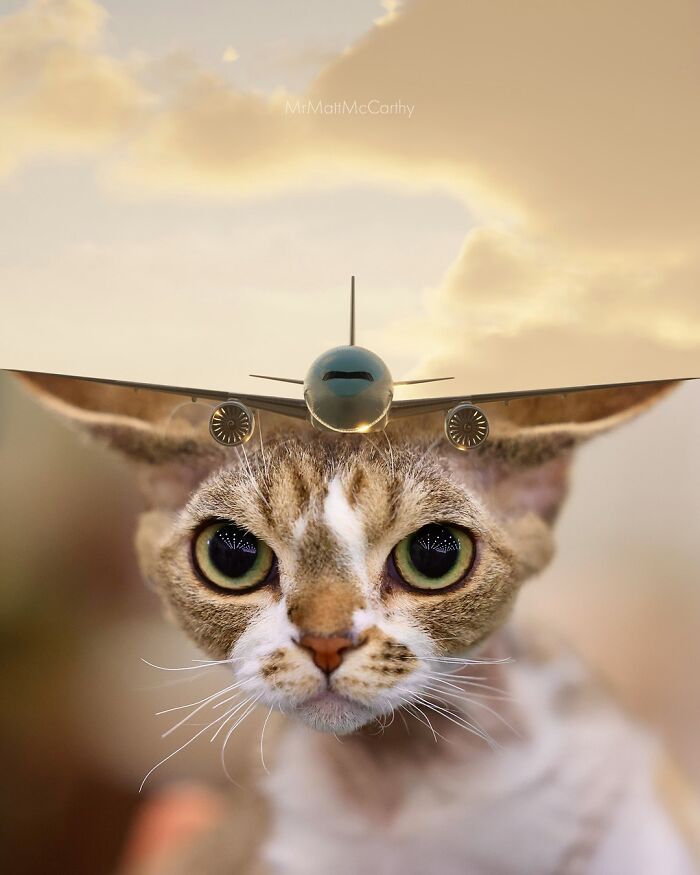 Surreal giant cat with an airplane flying close to its head in a parallel universe art piece.