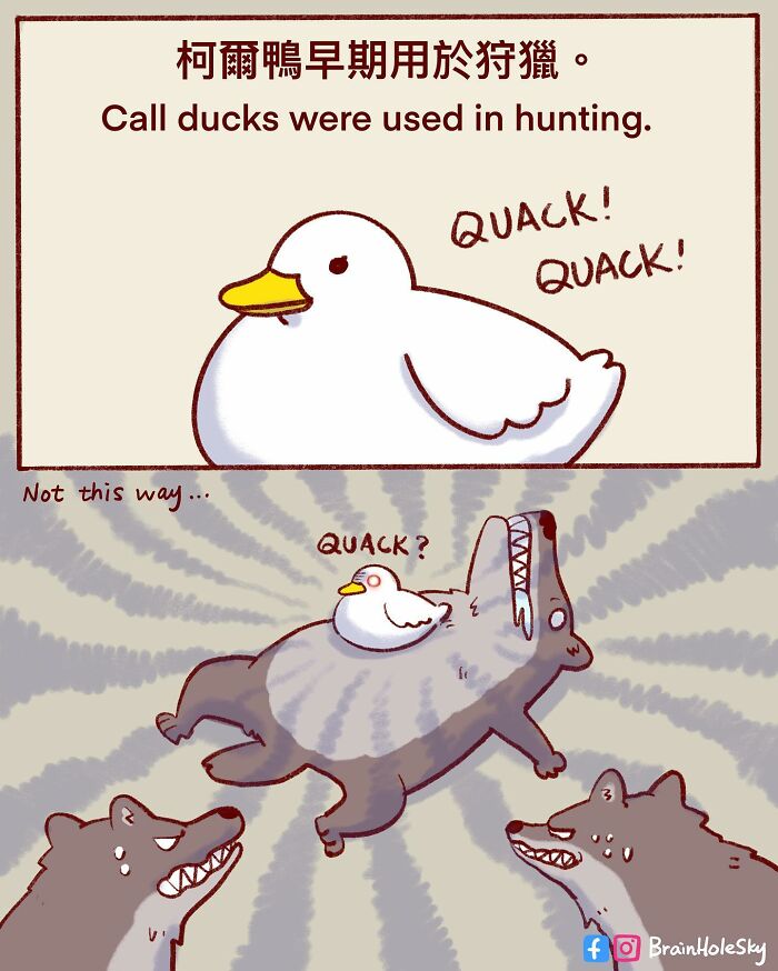 Comic featuring cute animals where call ducks humorously interact with wolves, showcasing hilariously relatable animal moments.