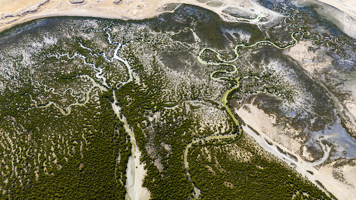 Aerial view of winding water channels through dense green mangrove forests in a natural wetland landscape.