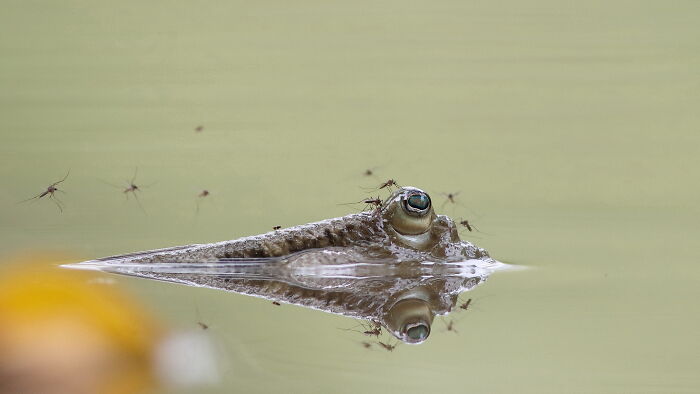 Close-up image of a mudskipper and water striders in mangrove waters for mangrove photography awards contest.