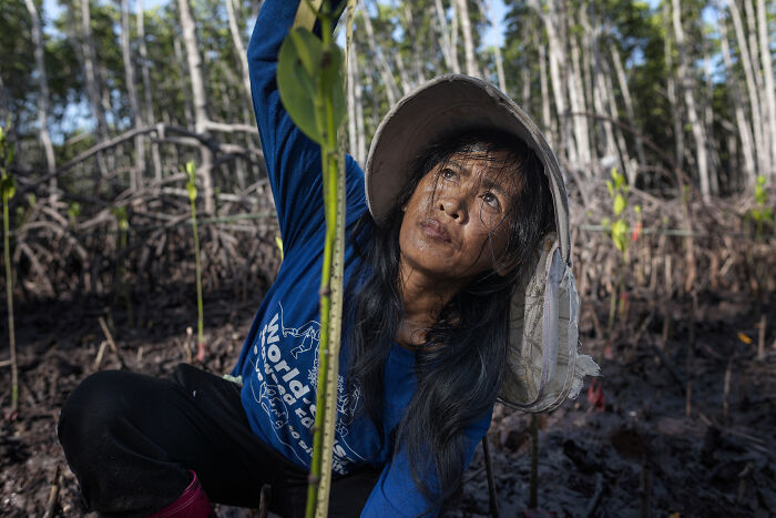 Woman planting a mangrove seedling in a muddy forest, featured in mangrove photography awards 2025.