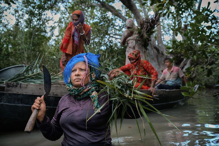 Woman harvesting mangrove plants with a knife in water, surrounded by a group on a boat in mangrove forest, mangrove photography awards.