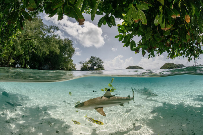 Underwater view of sharks and fish in clear water beneath lush green mangroves, showcasing mangrove photography awards imagery.