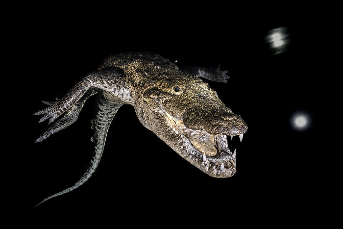 Close-up of a crocodile with open jaws captured underwater, showcasing wildlife for mangrove photography awards.