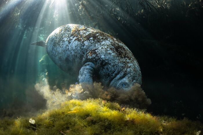 Underwater manatee stirring sediment in mangrove forest with sunlight filtering through, featured in mangrove photography awards.