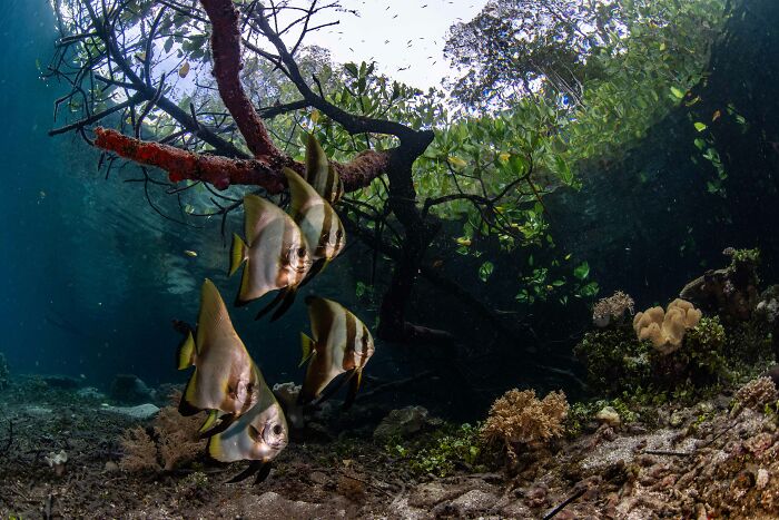 Underwater view of batfish swimming near mangrove roots with aquatic plants and coral, showcasing mangrove photography awards quality.