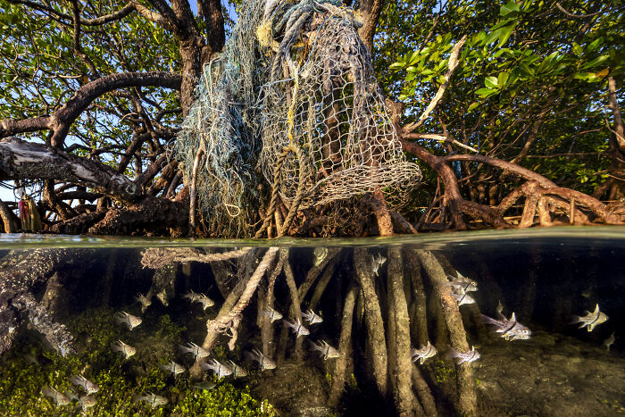Underwater view of fish swimming among mangrove roots with fishing nets tangled in branches in a mangrove forest.