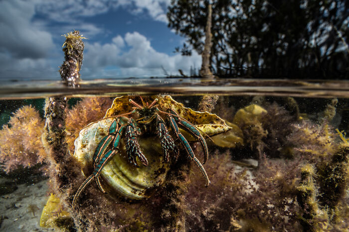 Underwater view of a crab among mangrove roots and marine life, featured in the 2025 Mangrove Photography Awards.