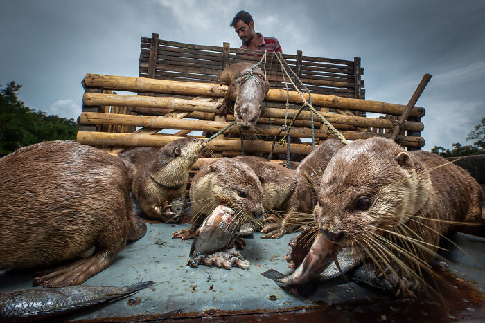 Otters eating fish in a wooden boat with a man overseeing, captured in stunning mangrove photography awards style.