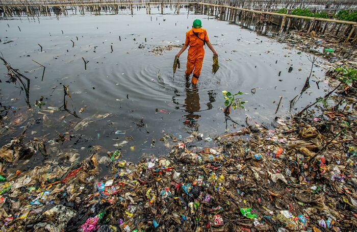 Person in orange suit cleaning polluted mangrove water, highlighting environmental impact in mangrove photography awards image.