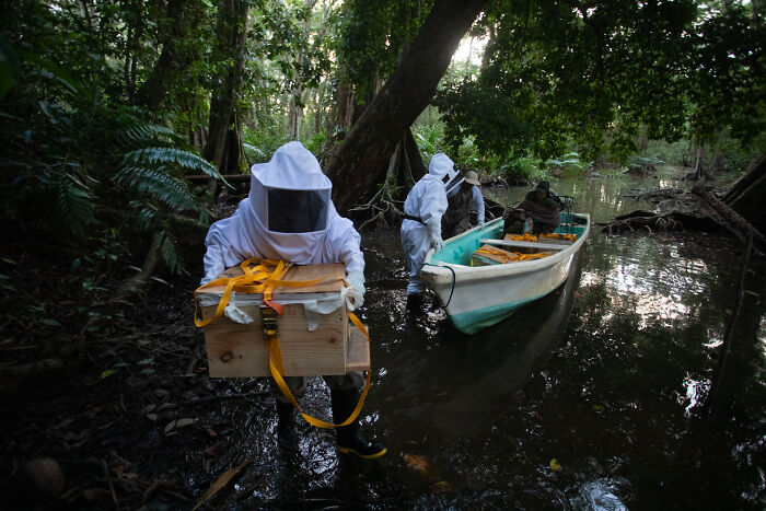 Beekeepers in protective suits carrying wooden boxes near a boat in dense mangrove forest, showcasing mangrove photography awards.