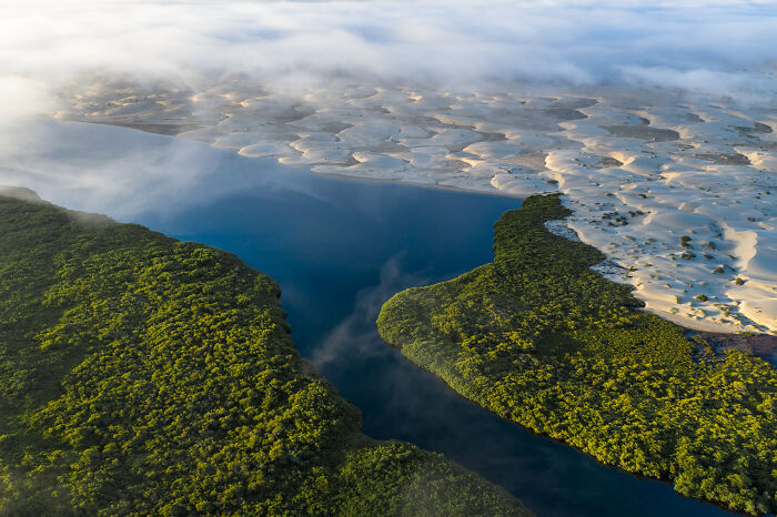 Aerial view of lush mangrove forests and tidal sand patterns captured in stunning mangrove photography awards.