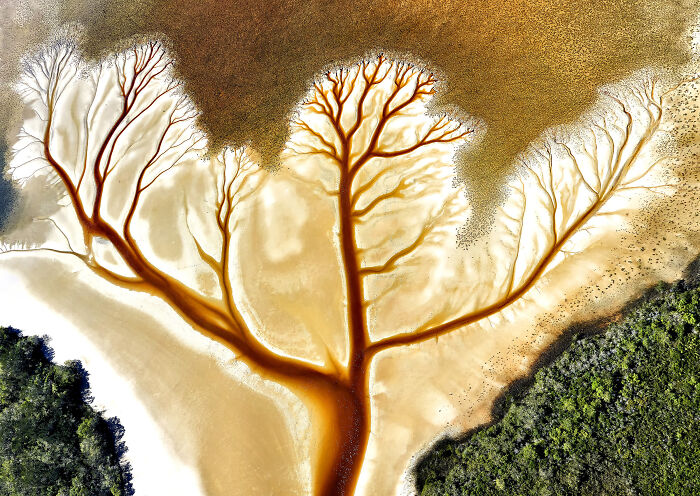 Aerial view of mangrove roots resembling a tree pattern in golden sand during the mangrove photography awards.