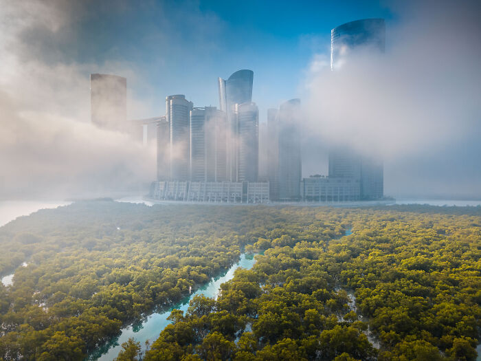 Aerial view of lush mangrove forest with modern skyscrapers emerging through morning fog in the background.