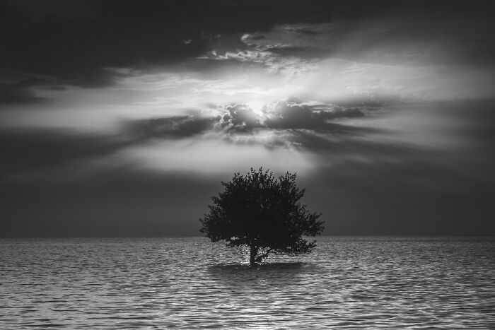 Single mangrove tree standing in calm water under dramatic sun rays breaking through clouds, featured in mangrove photography awards.