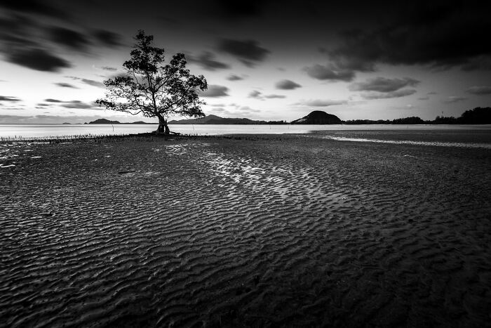 Black and white mangrove tree standing alone on rippled muddy shore under dramatic sky captured in mangrove photography awards.