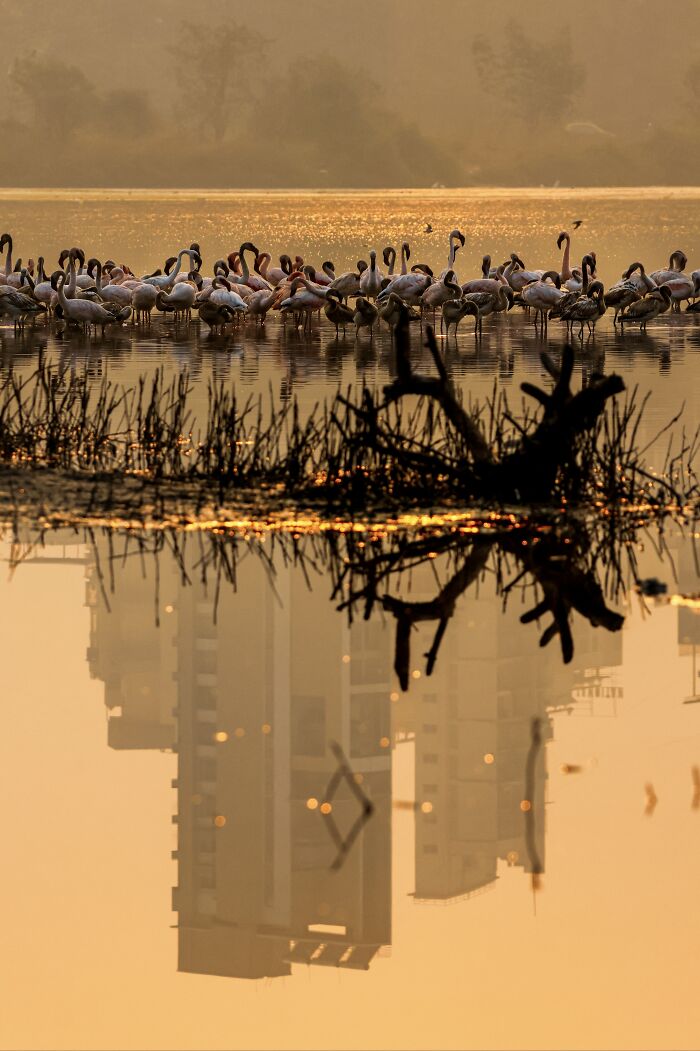 A flock of flamingos in a mangrove wetland during golden hour, captured in a stunning mangrove photography award image.