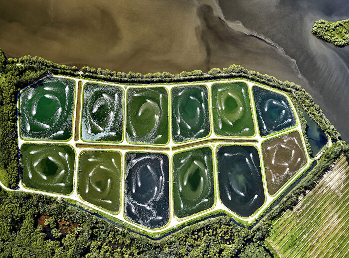 Aerial view of mangrove ponds with swirling water patterns surrounded by forest, showcasing nature's beauty in mangrove photography awards.