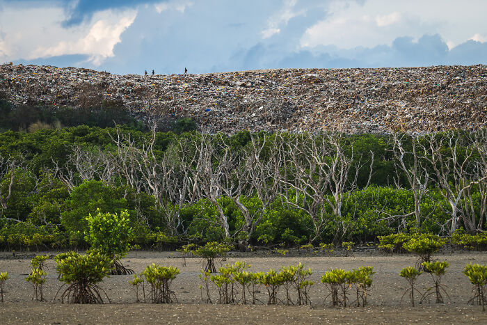 Young mangrove trees with mature mangrove forest behind and large landfill visible in the background, mangrove photography awards.