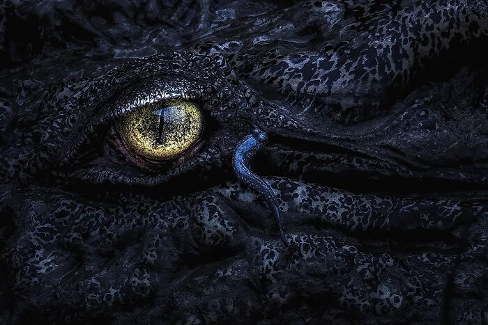 Close-up of a dark mangrove crocodile eye with textured skin in a spectacular image from the 2025 mangrove photography awards.