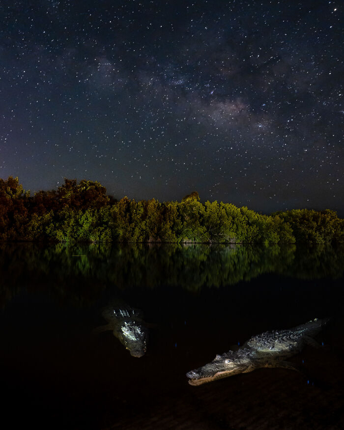 Night sky filled with stars over mangroves and two crocodiles in dark water in spectacular mangrove photography awards.