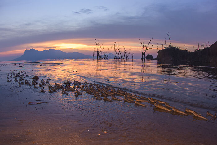Sunset over mangrove forest with calm water and silhouetted tree trunks in a mangrove photography awards image.