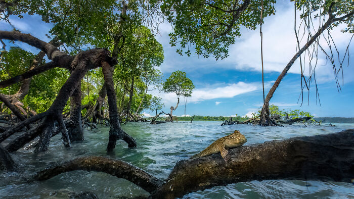 Mudskipper resting on a branch among lush mangrove trees and tidal waters, captured in mangrove photography awards.