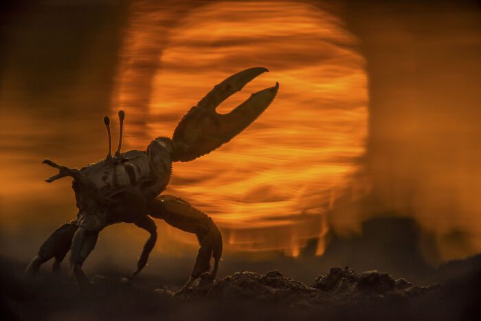Crab silhouette with raised claw at sunset in a mangrove habitat, captured in stunning mangrove photography awards image.