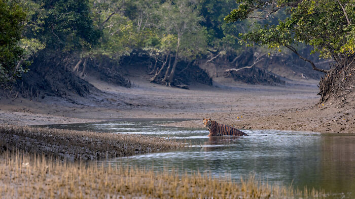 Tiger standing in water surrounded by mangrove trees, showcasing nature in spectacular mangrove photography awards.