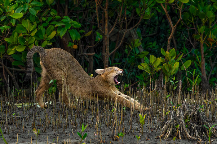 Wildcat stretching and yawning among mangrove roots in a vibrant mangrove forest, showcasing nature's beauty in mangrove photography awards.
