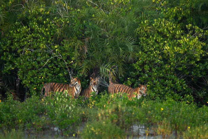 Three tigers walking through dense green mangrove vegetation in a vibrant natural habitat, captured for mangrove photography awards.