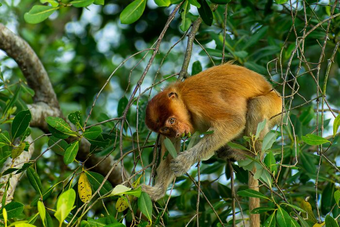 Young monkey climbing among green mangrove leaves in a lush habitat, showcasing wildlife in mangrove photography awards.
