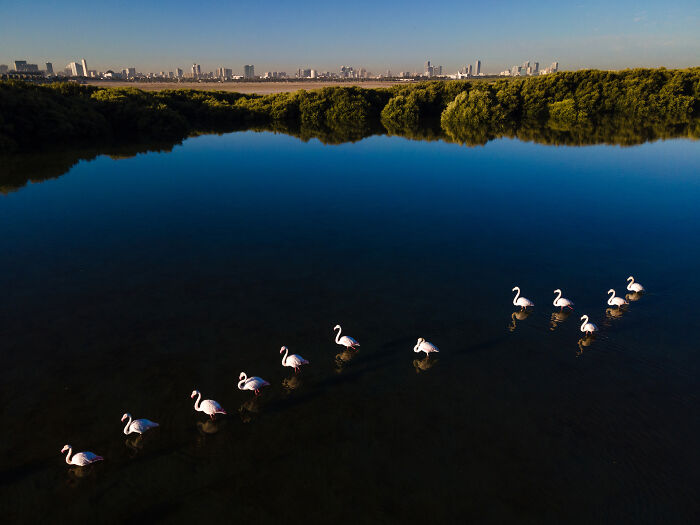 Flamingos walking in shallow water near dense mangrove forest with city skyline in the background, mangrove photography.